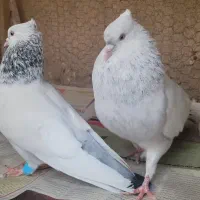 سینه الماسی و سینه آبی