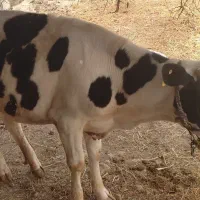 شنگول هلشتاین