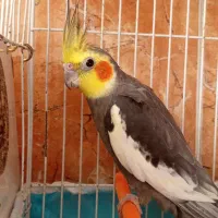 یک جفت عروس هلندی