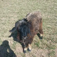 دو عدد شیشک داشتی