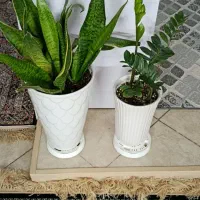 گلدان|گل و گیاه طبیعی|مشهد, مشکینی (شهرک غرب)|دیوار