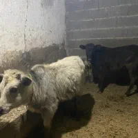 گاو یا گوساله ماده