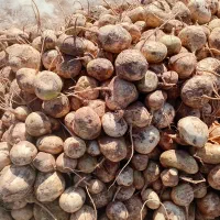 چغندر درجه یک|خدمات باغبانی و درختکاری|نیشابور, مازول|دیوار