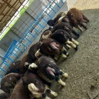 ۸۰ راس بره