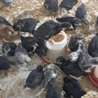 جوجه های یک ماهه ایسبار