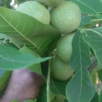 کود اوره و پتاس