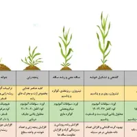 کود گیاهی ارگانیک، افزایش تناژ، کاهش آبیاری|خدمات باغبانی و درختکاری|زنجان, |دیوار