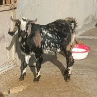 بزغاله|حیوانات مزرعه|کنگاور, |دیوار