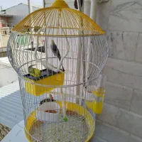 مرغ عشق