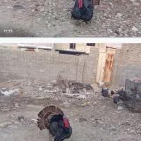 بوقلمون نر ماده|حیوانات مزرعه|فیروزآباد (فارس), |دیوار