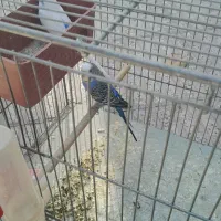 یک جفت مرغ عشق ویک عدد جوجه 8ماهه|پرنده|تهران, شمیراننو|دیوار