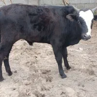 ورزا کوله چالوسی گاو نر