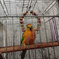 طوطی اوازه خوان