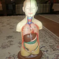 مولاژنیم تنه آموزشی مگنتی بازار کیفیت وظرافت عالی