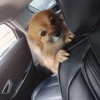 واگذاری سگ اشپیتز پامر|سگ|شیراز, قلات|دیوار