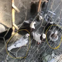 حیون گمشده سار صید کفتر