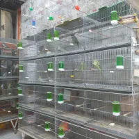 عروس هلندی  برزیلی مرغ عشق|پرنده|بهار, |دیوار