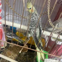 عروس فقط نر|پرنده|قرچک, مهدیه|دیوار