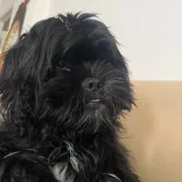 شیتزو فلات ۸ ماهه