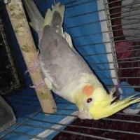 یک جفت عروس هلندی سخنگو|پرنده|بندر گناوه, |دیوار