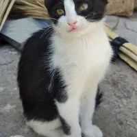 بچه گربه گم شده