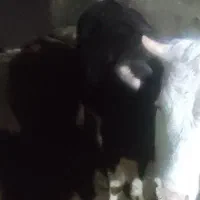 گوساله سیمینتال اصل جنس|حیوانات مزرعه|مهاجران, |دیوار