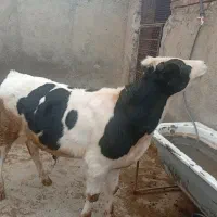 گوساله نر