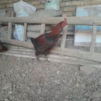 ج لاری|حیوانات مزرعه|کنگاور, |دیوار