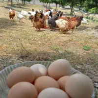 تخم مرغ نطفه دار