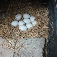 مرغ و خروس گلین  طوسی فقط تخم مرغ نطفه دار پردیس