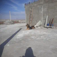 سگ ژرمن ۱۵ ماهه