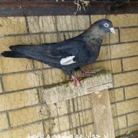 سرک تافته ای .