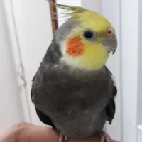 عروس هلندی نر
