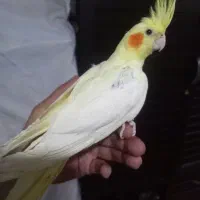 عروس هلندی|پرنده|اهر, |دیوار