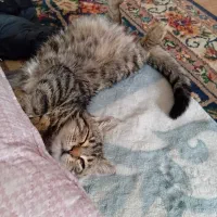 واگذاری بچه گربه ی بامزه|گربه|کرمان, |دیوار