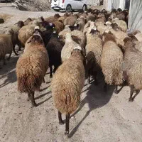 گوسفنده زنده(بره،شیشک+قصاب رایگان