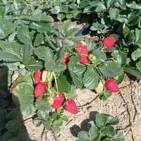 بوته توت فرنگی  خاص قیمت ویژه ۱۲۰ هزار تومان