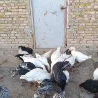 غاز محلی|حیوانات مزرعه|بستان آباد, |دیوار