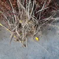 نهال زرشک|گل و گیاه طبیعی|زهان, |دیوار