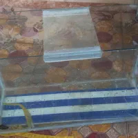 شیشه آکواریوم|ماهی|مهاباد (آذربایجان غربی), |دیوار