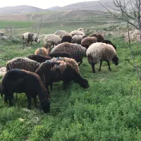 گوسفند همو هترو