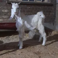 بیگ نر چاق چاق
