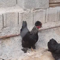 مرغ وخروس تخم گذار نژاد دار