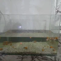 آکواریوم متوسط شیشه خم