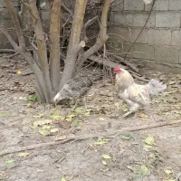 مرغ و خروس ارکانا و ایام سمانی.بوقلمون|حیوانات مزرعه|آمل, |دیوار