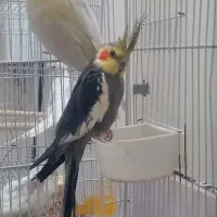 جفت مولد عروس هلندی