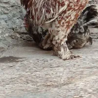 خروس ومرغ سرحال تخم گذارسگ سرحال