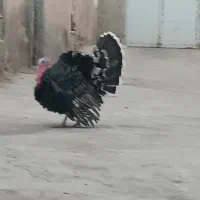 بوقلمون نر