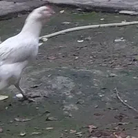 مرغ زینتی خاص ، سفید ، تخم|حیوانات مزرعه|کردکوی, |دیوار