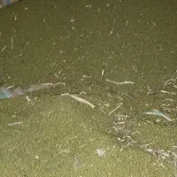 ماش برداشت هیسه